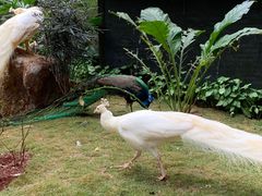 -海南热带野生动植物园