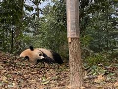 -中国大熊猫保护研究中心雅安碧峰峡基地