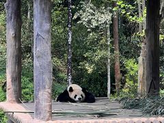 -中国大熊猫保护研究中心雅安碧峰峡基地