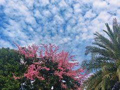 -谢怀亮芝麻茶