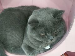 -糯米喵星人·撸猫猫舍咖啡馆(西市场嘉华店)