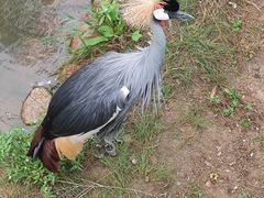 -西霞口神雕山野生动物世界