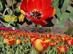-南宫五洲植物乐园