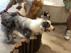 -浣熊柯尔鸭土拨鼠·电玩咖