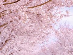 -高东镇樱花园