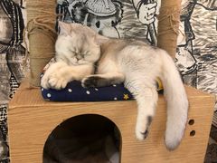 -猫小院猫主题餐厅(三里屯店)