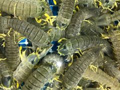 -三亚火车头万人海鲜广场