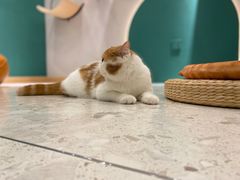 -飞行喵MR PILOT|猫舍·猫咖(静安大融城店)