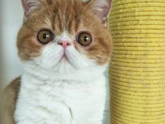 -1013 PET SHOP 宠物商店(近铁城市广场店)
