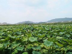-光明小镇欢乐田园