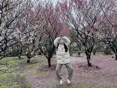 -香雪海