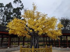 -广东圆玄道观