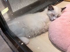 -momokira米努特·德文卷毛猫·棉花面纱犬