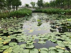 -映月湖公园