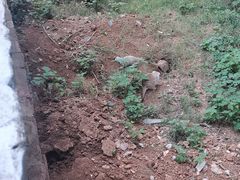 -合肥野生动物园