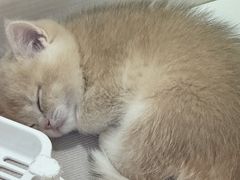 -青奢宠物·青奢猫舍