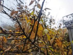 -阿细汉菜(本地盐帮菜名店)