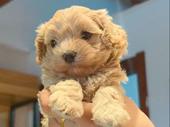 -翊宠yipet猫狗购宠庄园犬舍•猫舍