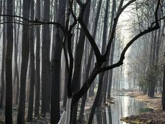 -合肥滨湖国家森林公园