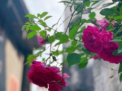 -洪江古商城