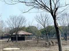 -上海野生动物园