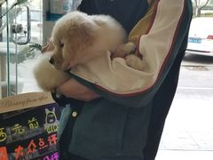 -西元前宠物酒店(郑庄府邸店)