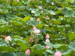 -荔湾湖公园