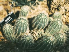 -上海辰山植物园