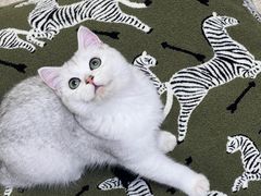-猫大福·Fortune Cat猫舍(百子湾店)