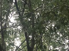 -合肥滨湖国家森林公园