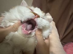 -联合动物医院(光谷诊疗中心)