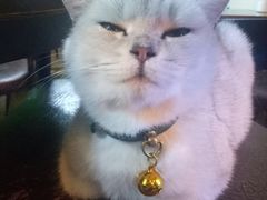 -李小姐の猫咖啡馆(五角场店)