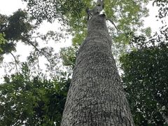 -西双版纳原始森林公园