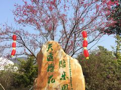 -天适樱花悠乐园