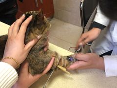 -艾贝尔宠物医院·狂犬免疫点(江山金象城店)