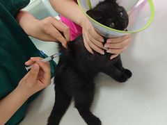 -利又安动物医院··老年病·猫科犬科·中兽医