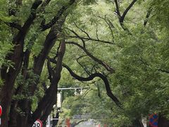 -北京国子监胡同