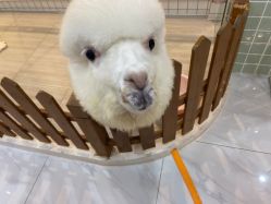 -Moni星球萌宠·小马宝莉·灵蛇·高端高阶全萌宠互动体验俱乐部(红豆国际广场店)