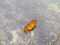 -武汉紫薇都市田园