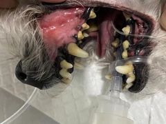 -宠颐生中康贝怡动物医院