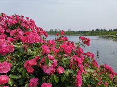 -上海辰山植物园