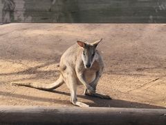 -费瑟代尔野生动物园