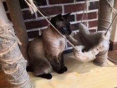 -猫友咖啡店(玉林西路店)