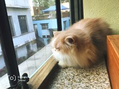 -more than meow吴止猫主题餐厅(承德 中船汇店)