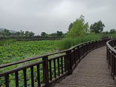 -羊亭河湿地公园