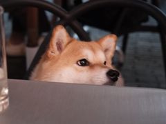 -Ocean's Table 欧舍