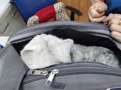 -瑞派雷欧宠物医院·中兽医·眼科·急重症转诊中心(黄台店)