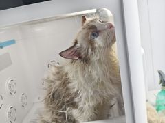 -博特宠物医院24h犬猫全科.骨科·异宠