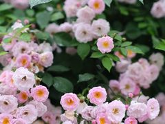 -杭州观成实验学校