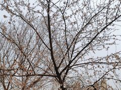 -桃花堤公园